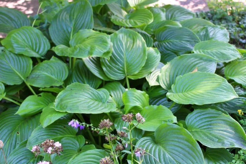 Nawożone funkie tworzą bujną rozetę liści