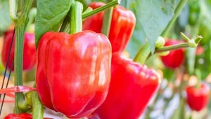 Aby móc zdrowo rosnąć i wydawać obfite plony, papryka potrzebuje odpowiedniego nawożenia.