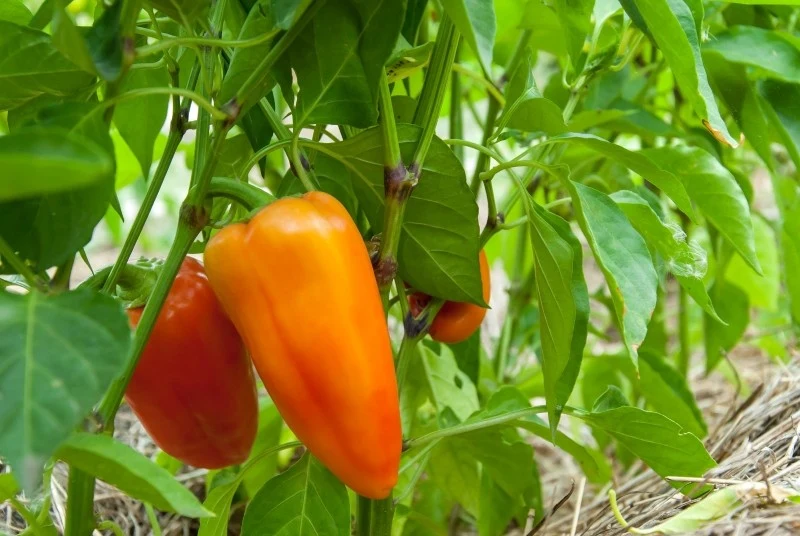 Papryka potrzebuje takich składników odżywczych, jak azot, fosfor, potas, a także siarka i magnez