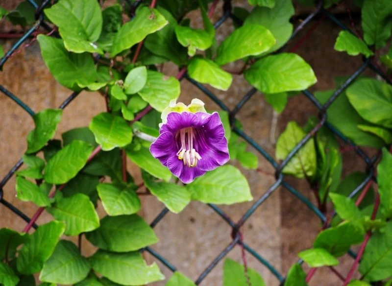 Prywatność na balkonie można uzyskać dzięki posadzeniu odpowiednich gatunków roślin