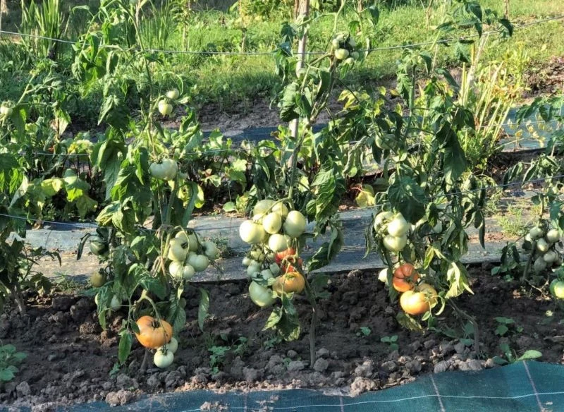 Warto dbać o dobre sąsiedztwo dla pomidorów oraz uważnie wybierać przedplon