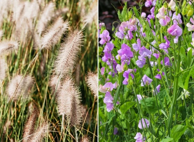 Niektóre gatunki roślin są idealne do osłonięcia balkonu np