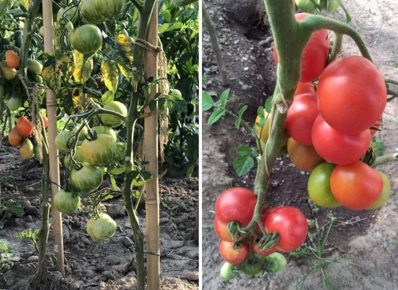 Im lepsze stanowisko dla pomidorów wybierzesz i urządzisz, tym piękniej obrodzą, a ty dłużej będziesz cieszyć się słodkimi, soczystymi warzywami