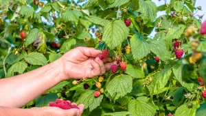 Zrób odżywkę i podlej maliny podczas kwitnienia. Owoców będzie więcej niż w poprzednich latach.