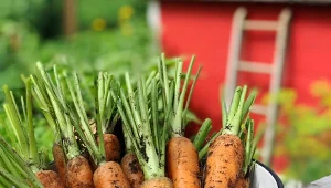 Zrób naturalny nawóz do marchewki – będzie słodka i bez robaków.