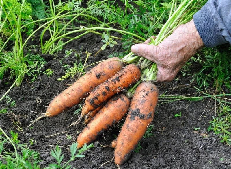 Błędy w uprawie sprawiają, że zawartość cukrów w marchewce spada