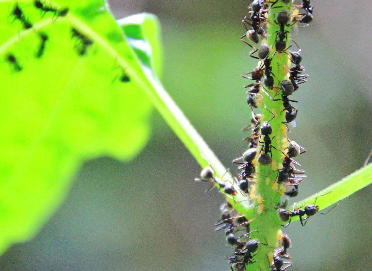 Mrówki mogą wpływać na kondycję roślin przez uszkadzanie korzeni i młodych pędów