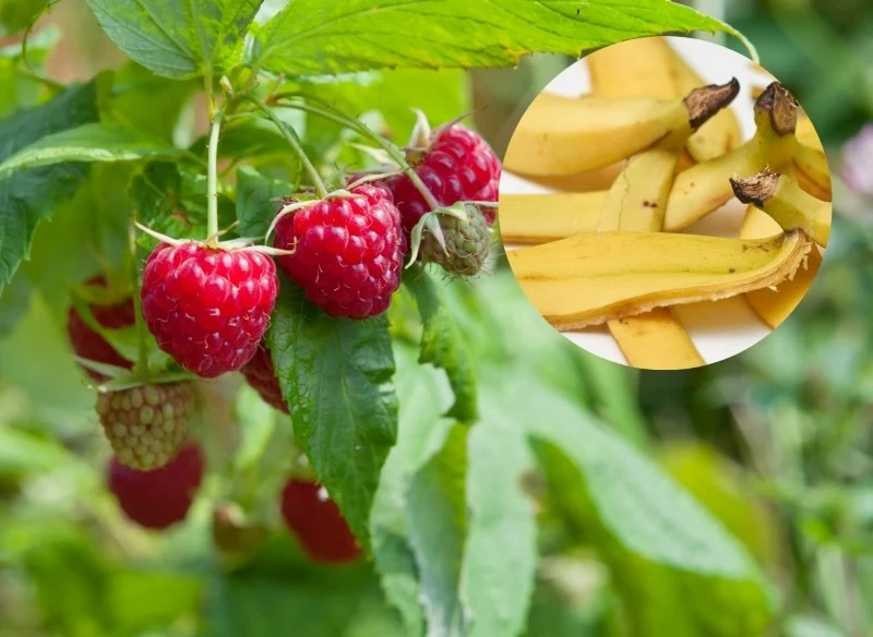 W okresie kwitnienia maliny potrzebują więcej fosforu i potasu, które są zawarte w skórce banana