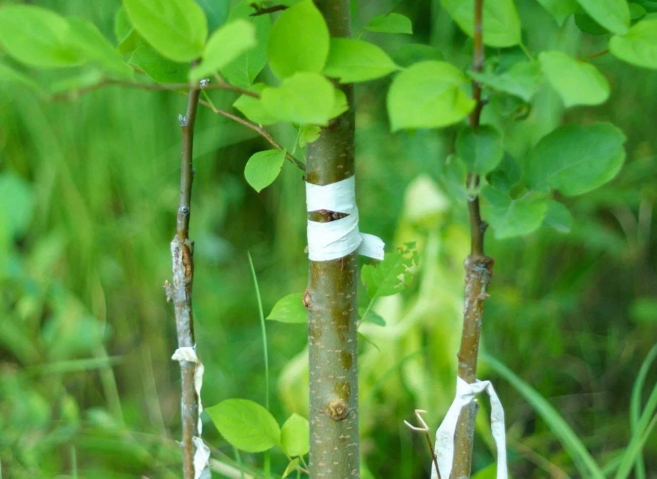 W prosty sposób można przygotować barierę na mrówki, która uniemożliwi wejście po łodydze czy pniu