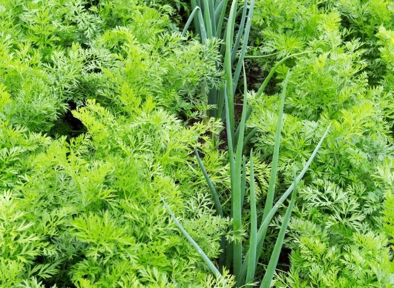 Poprawimy smak marchewki, jeśli w jej sąsiedztwie posadzimy cebulę