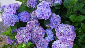 Hortensja lubi wilgotną, ale nie przelaną ziemię. źle reaguje na suszę, dlatego potrzebuje wzmocnienia.