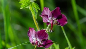 Bodziszek żałobny ma kwiaty w rzadko spotykanym kolorze.