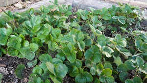 Błędy podczas sadzenia truskawek potrafią doprowadzić do tego, że na sadzonkach nie pojawi się ani jeden owoc. Zobacz, jak nie dopuścić do takiej sytuacji.