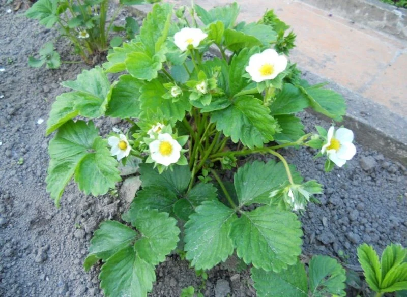 Stara, zbita i jałowa ziemia o niewidocznej strukturze nie pozwoli roślinie rozwinąć systemu korzeniowego prawidłowo i rosnąć zdrowo