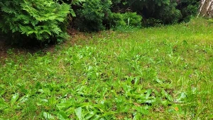 Chwasty na trawniku to prawdziwa zmora - tępisz, a one rosną dalej. Czy ocet skutecznie się ich pozbywa?/Deccoria.pl