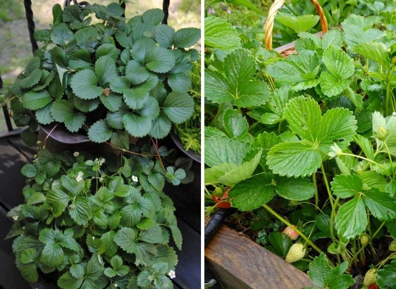 W ciasnej doniczce trudnej ci będzie utrzymać optymalne warunki do wzrostu i owocowania roślin - truskawki mogą w ogóle nie mieć kwiatów