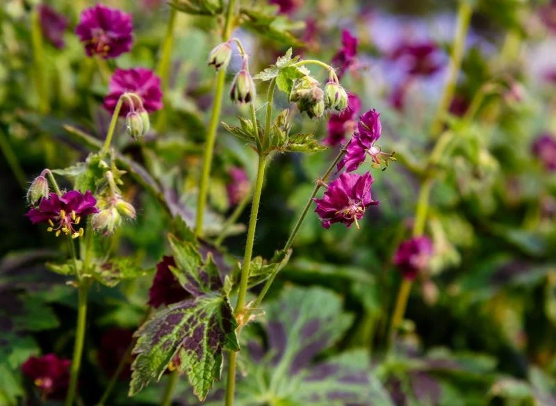 Bodziszek żałobny 'Samobor' to jedna z najpiękniejszych odmian tej rośliny