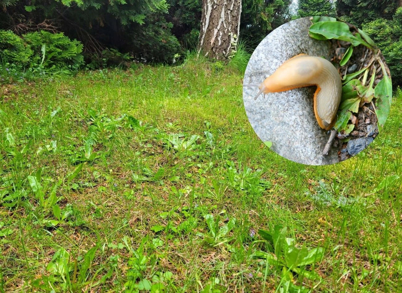 Na ślimaki w ogrodzie najlepiej zadziała mieszanka octu i piwa