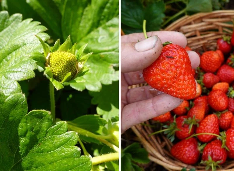 Truskawki na odpowiednim stanowisku będą rosły zdrowo, ale ważne jest też towarzystwo w uprawie