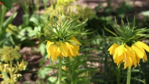 Co zrobić, by szachownice długo i pięknie kwitły?