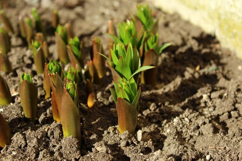 Pierwszą dawkę nawozów podajemy szachownicom, gdy zaczynają rosnąć