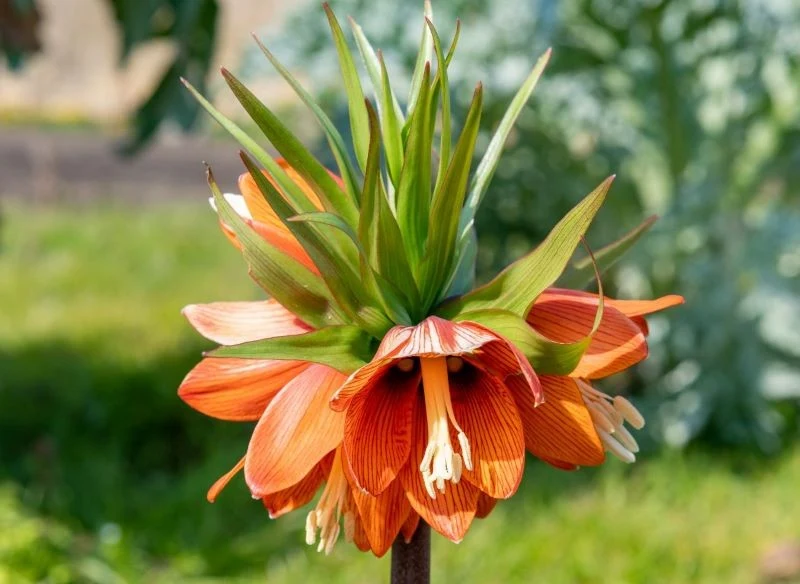 Chcesz, żeby szachownice cudnie zakwitły