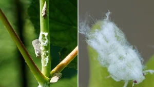 Kolejny groźny szkodnik w ogrodzie. Sprawdź, jak wygląda skoczek biały i czy zaatakował twoje rośliny