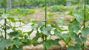 Ogórek Marketmore – jeden z najlepszych na świecie doskonale rośnie w gruncie i pod osłonami. Ma delikatny, ale wyrazisty smak, a jego odporność dodaje mu sławy. Fot. manode/lex20/CanvaPro