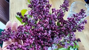 Wrzuć do wazonu. Bez będzie stał przynajmniej dwa tygodnie