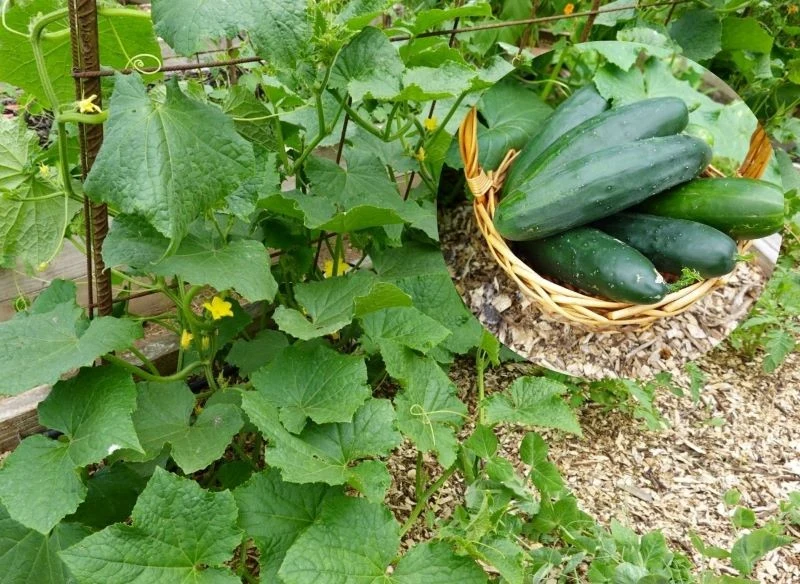 Podporę pod ogórki możesz zrobić z metalowych prętów, stalowych słupków, drewnianych kantówek lub zwyczajnie z pomocą siatki ogrodowej - możliwości...