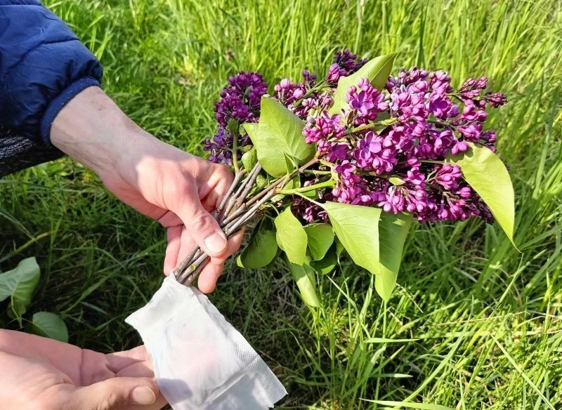 Na czas transportu ściętych kwiatów do domu zabezpiecz łodyżki zwilżoną chusteczką, aby nie wyschły