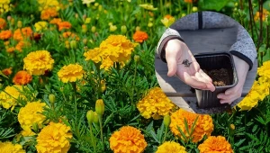 Sprawdź, kiedy siać aksamitki, żeby kwitły aż do pierwszych jesiennych przymrozków. Fot.Fot.milanaumova/oksanaakhtanina/123RF.com