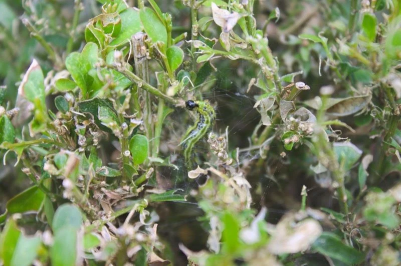 Gąsienice ćmy bukszpanowej często doprowadzają do obumierania krzewów