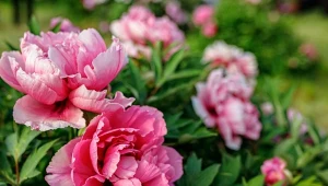 Co zrobić, żeby piwonie miały duże kwiaty? Kluczem jest nawożenie, zacznij jeszcze w kwietniu