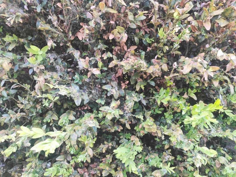 Zwalczenie ćmy bukszpanowej nie należy do łatwych zadań