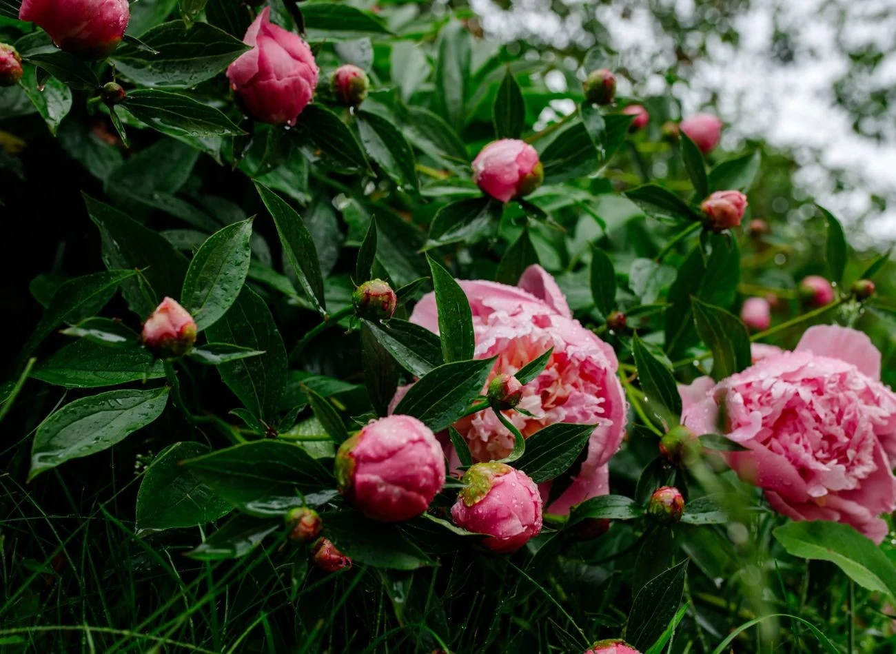 Piwonie należy nawozić w dwóch terminach, to zagwarantuje obfite kwitnienie