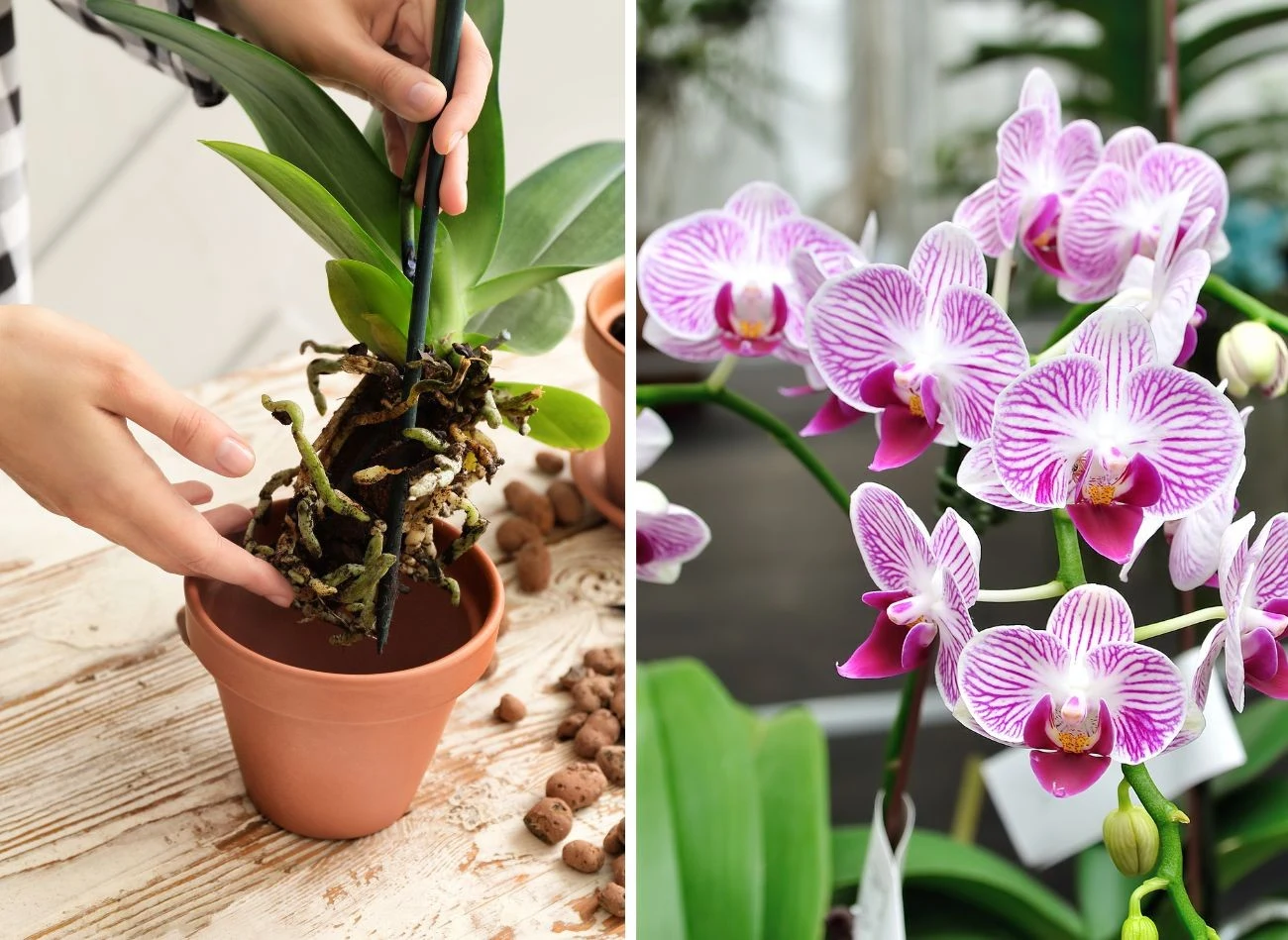 Nadmierny rozwój korzeni to ważny powód, by przesadzić storczyka