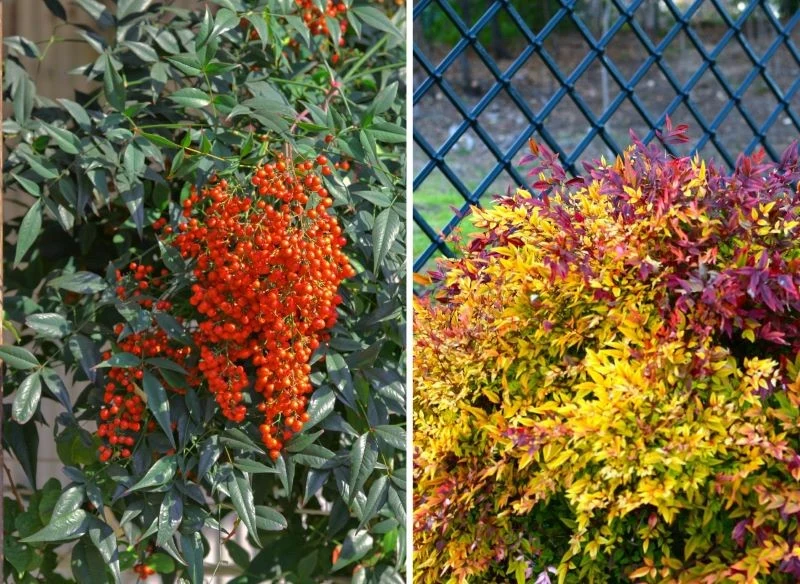 To, jak zmienia się krzew Nandiny w ciągu roku fascynuje obserwatorów – jako żywopłot otuli ogród feerią barw i to niezależnie od pory roku