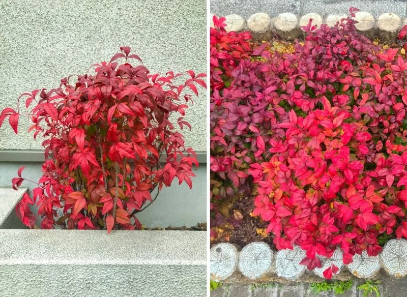 W kulturze japońskiej Nandina stanowi główną dekorację wejścia do świątyń