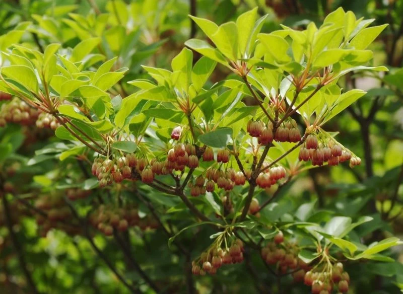 Enkianty mają krzaczasty, rozłożysty pokrój
