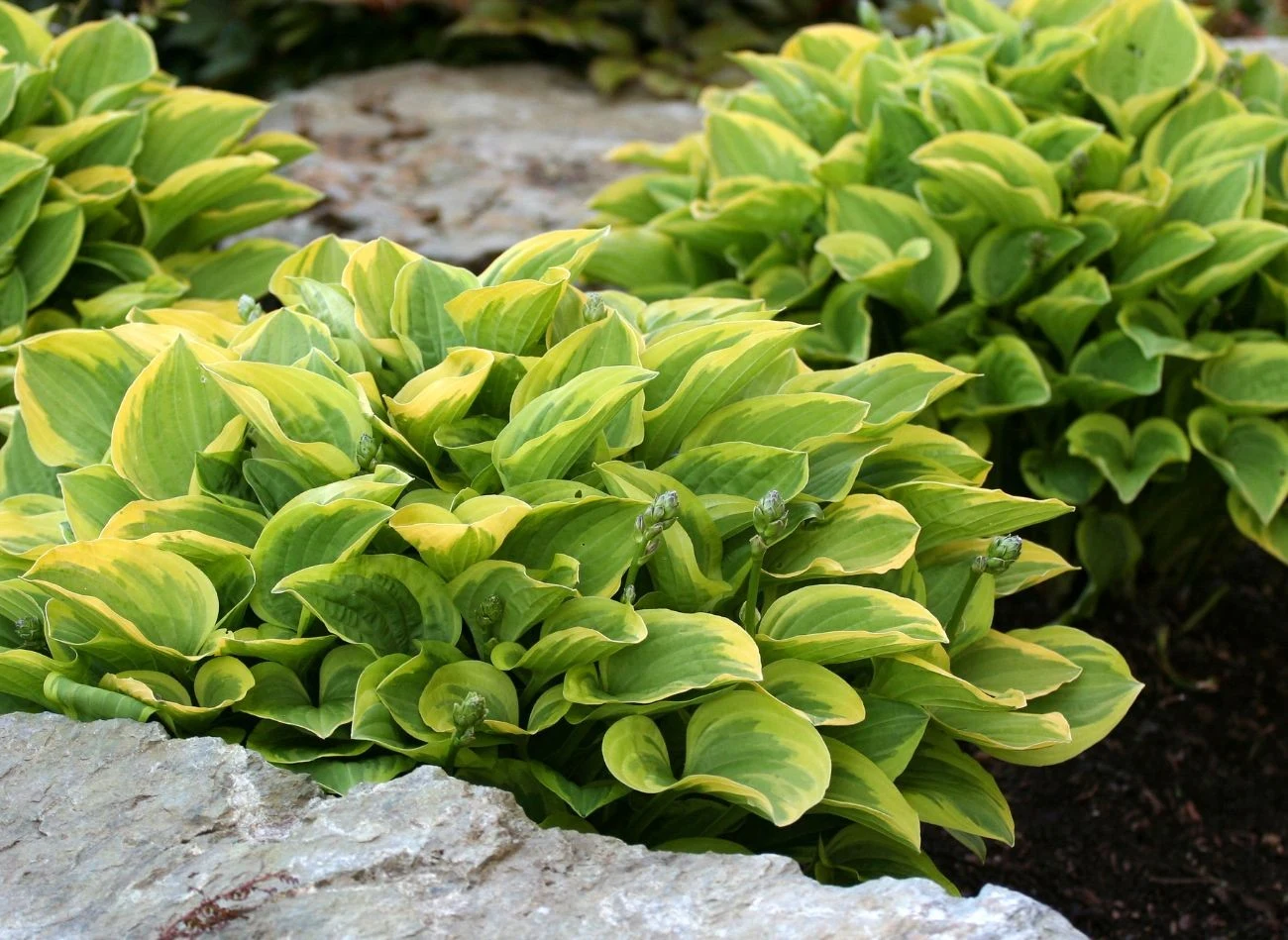 Hosty najlepiej rosną w miejscu zacienionym, dlatego są łakomym kąskiem dla ślimaków