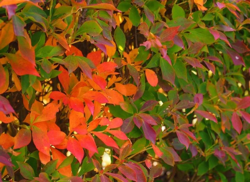 Jesienią liście enkiantu zmieniają kolor