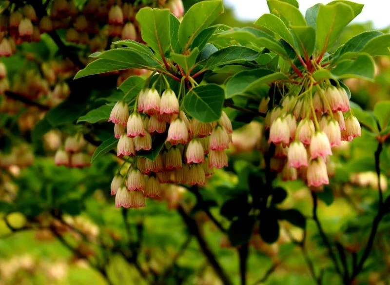Enkianty mają kwiaty w różnych kolorach