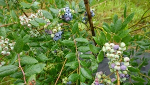 Sposób nawożenia ma ogromny wpływ na owocowanie borówki amerykańskiej.