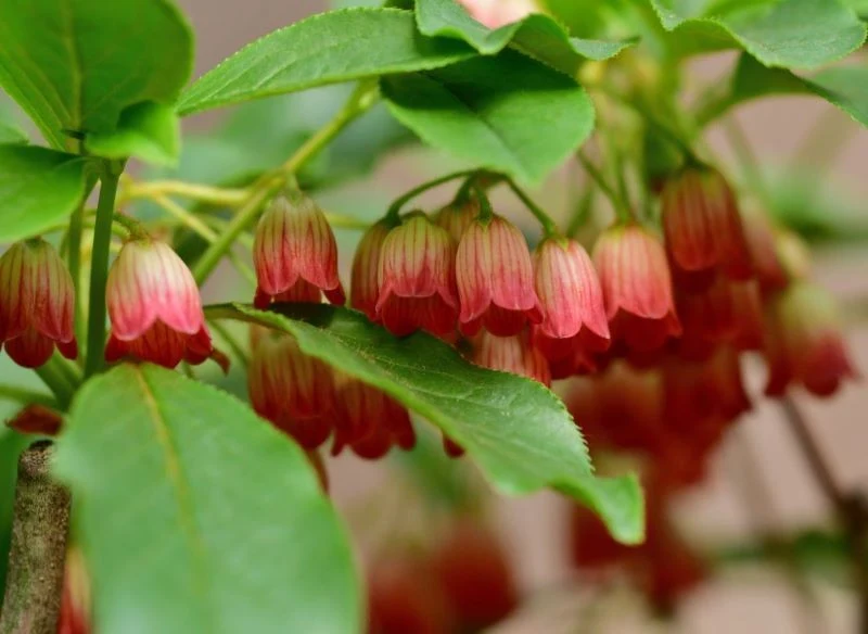 Enkianty lubią mieć wilgotne podłoże