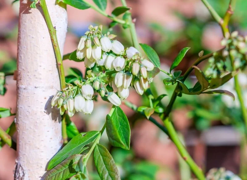 Podstawą wiosennej pielęgnacji borówki amerykańskiej jest nawożenie krzewów