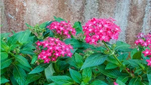 Piątak lancetowaty to piękna roślina, która obficie kwitnie przez całe lato, aż do pierwszych przymrozków.