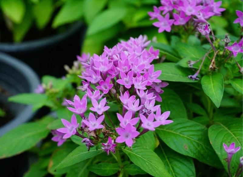 Piątak lancetowaty doskonale nadaje się na słoneczny balkon lib taras, ale trzeba pamiętać o jego regularnym podlewaniu