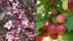 Podpowiadamy, jak zasadzić i pielęgnować żywopłot ze śliwy ałyczy. Fot. spring75/krrad/123RF.com