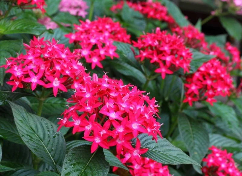 Piątaka lancetowatego można przechować przez zimę w chłodnym i jasnym pomieszczeniu